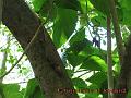 2-Cousin JCL_0109a